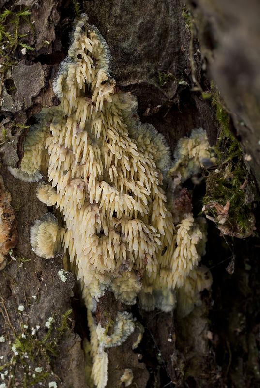 Sarcodontia crocea